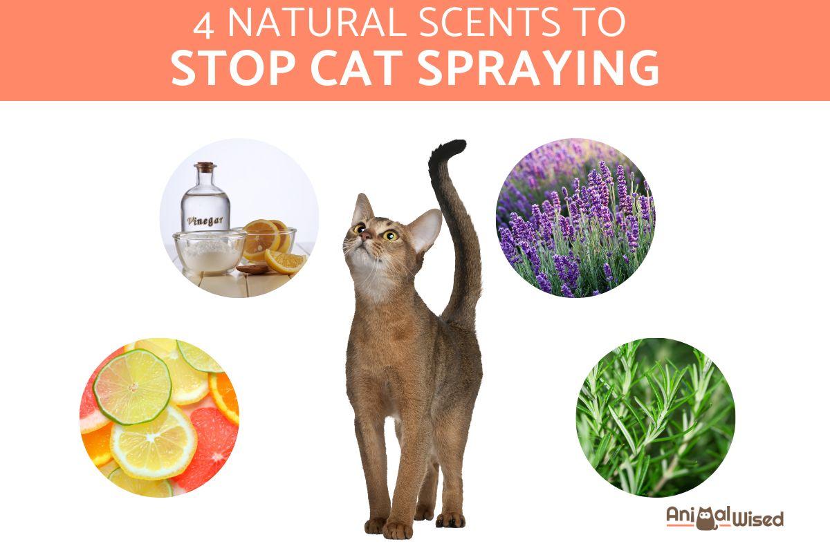 Natural Scents to Stop Cat Spraying