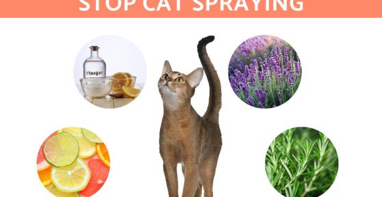 Natural Scents to Stop Cat Spraying