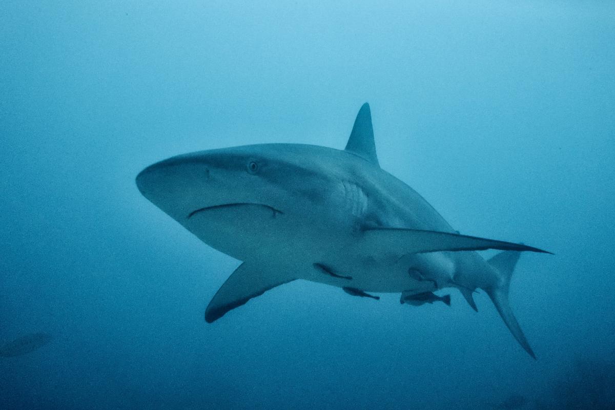 How Long Do Sharks Live?