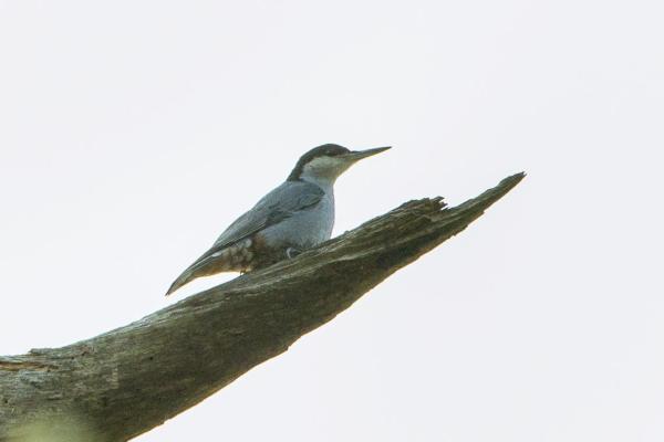 Tree-Climbing Birds Examples - Giant nuthatch (Sitta magna)