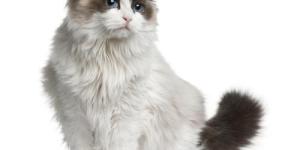 How to Bathe a Ragdoll Cat