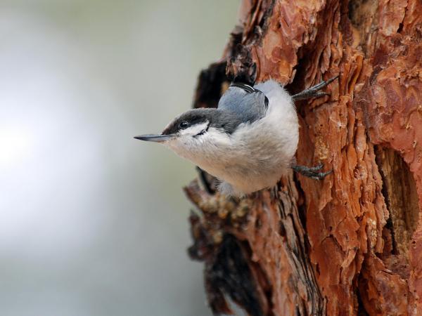 Tree-Climbing Birds Examples - Pygmy nuthatch (Sitta pygmaea)