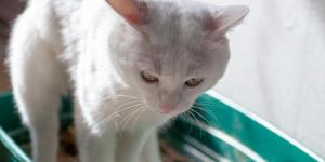 Rectal Prolapse in Cats