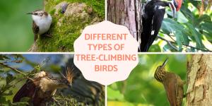 Tree-Climbing Birds Examples
