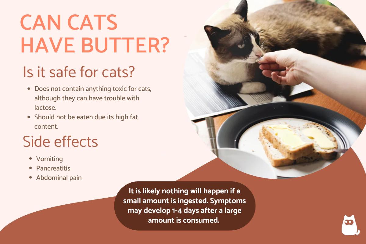 Can Cats Have Butter?