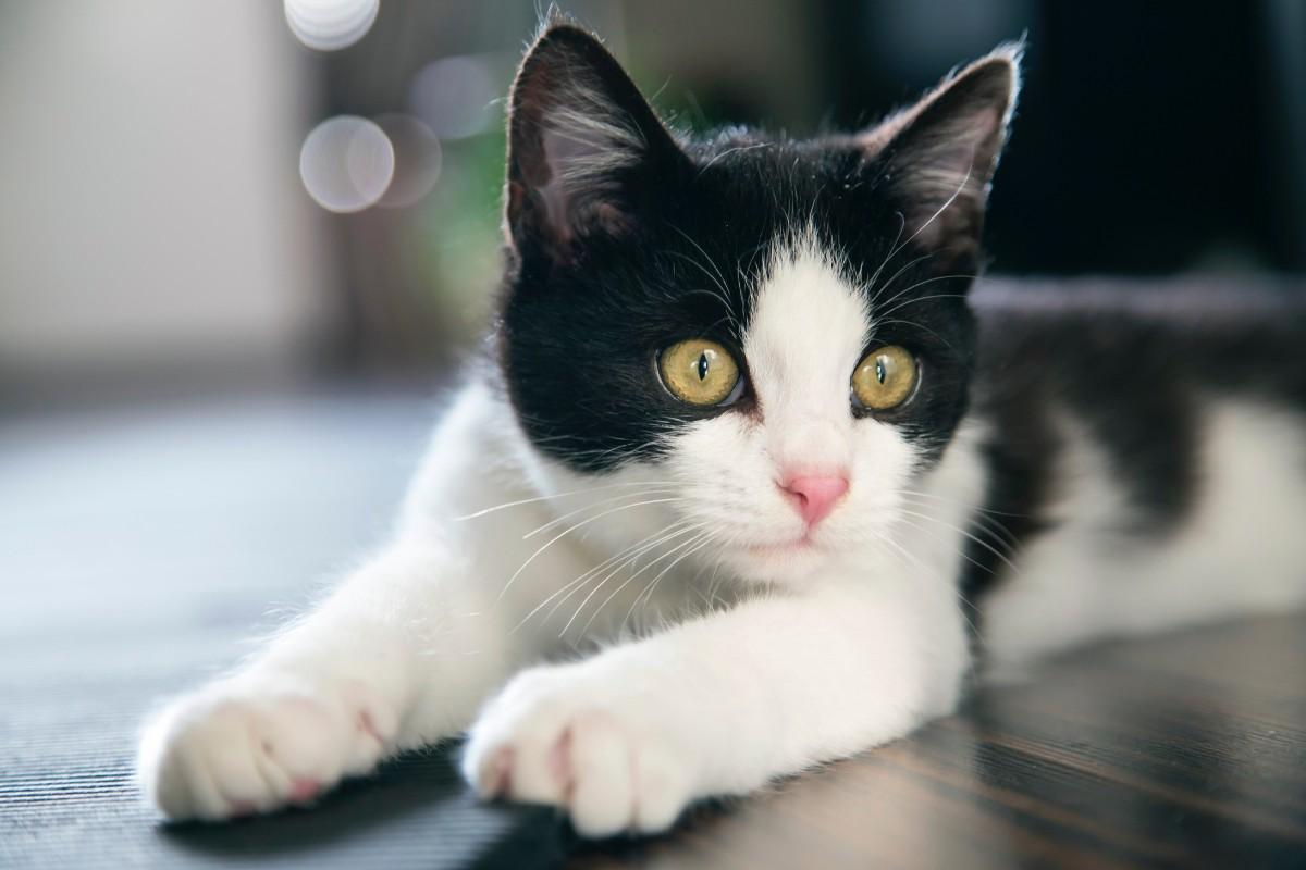 Do Cats Need Pet Insurance?