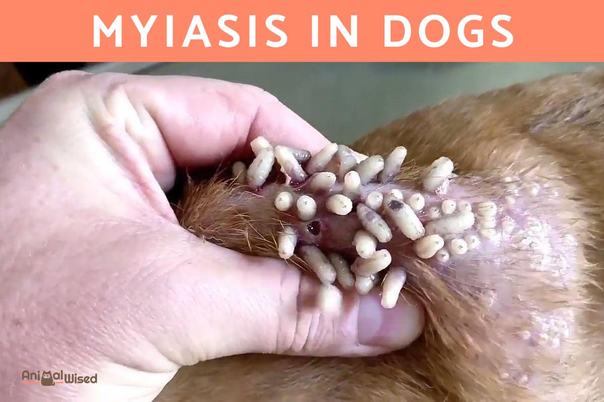 Maggots in Dogs - Canine Myiasis