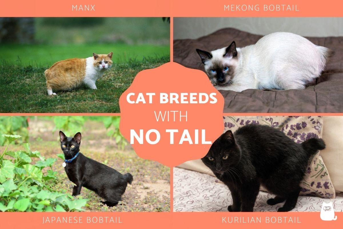 Tailless Cat Breed Types