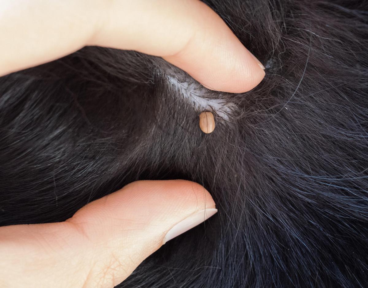 Canine Ehrlichiosis