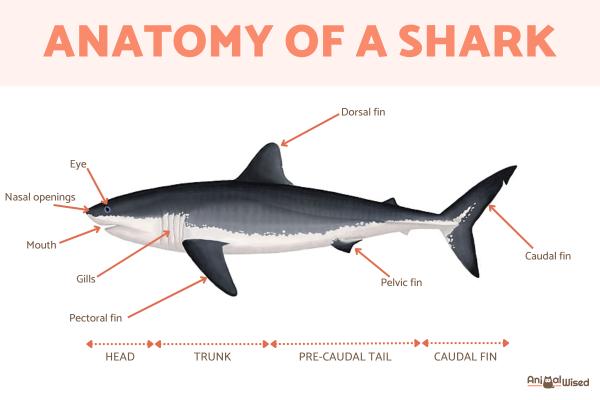 Anatomy of a Shark - Shark Body Parts