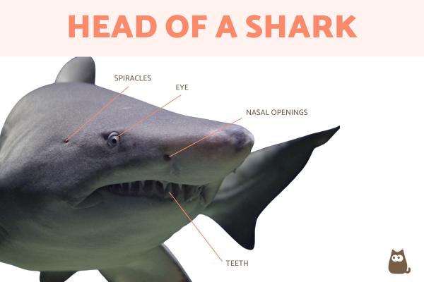 Anatomy of a Shark - Shark Body Parts - Head of a shark