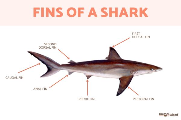 Anatomy of a Shark - Shark Body Parts - Shark fins