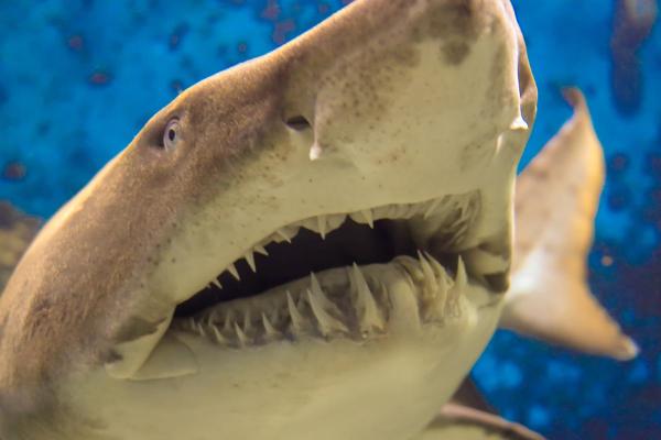 Anatomy of a Shark - Shark Body Parts - Shark teeth