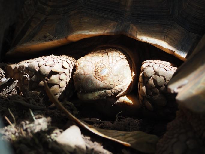 How Do Turtles and Tortoises Sleep? - Sleep Patterns, Habitats, and ...
