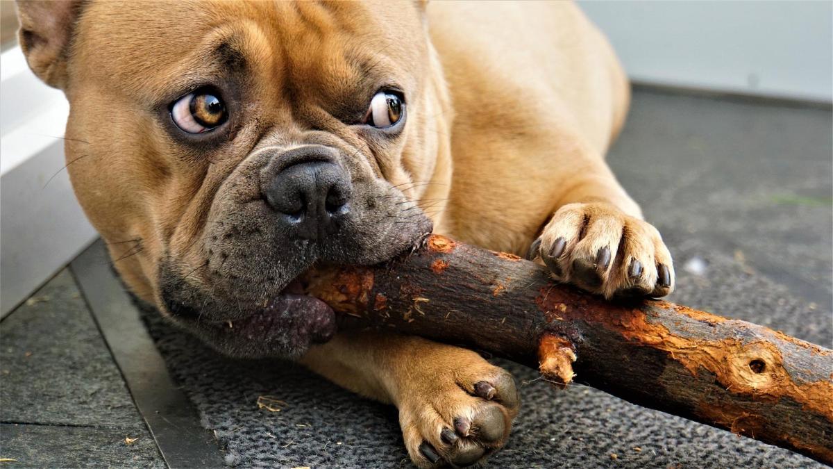 My Dog Is Eating Sticks