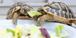 What Is Vitamin A Deficiency in Tortoises?