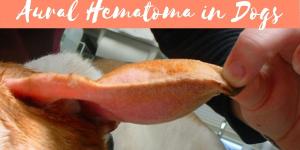 My Dog Has a Swollen Ear - Aural Hematoma in Dogs