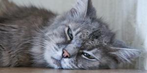 Permethrin Toxicity in Cats - Symptoms and Treatment