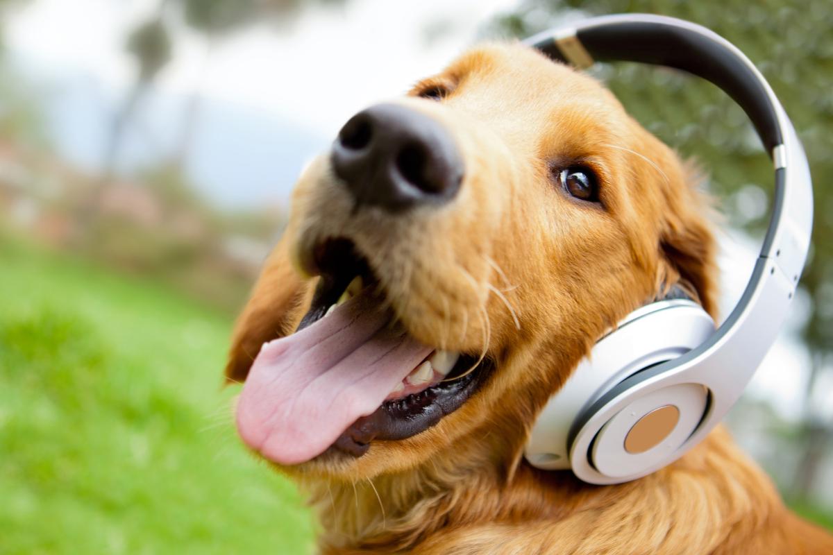 What Can Dogs Hear That We Can't?