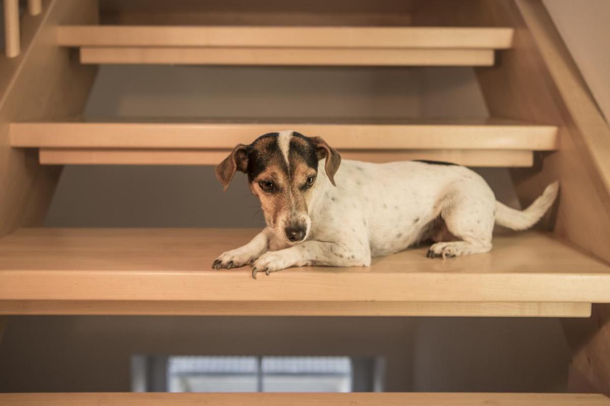 My Dog is Afraid of Stairs
