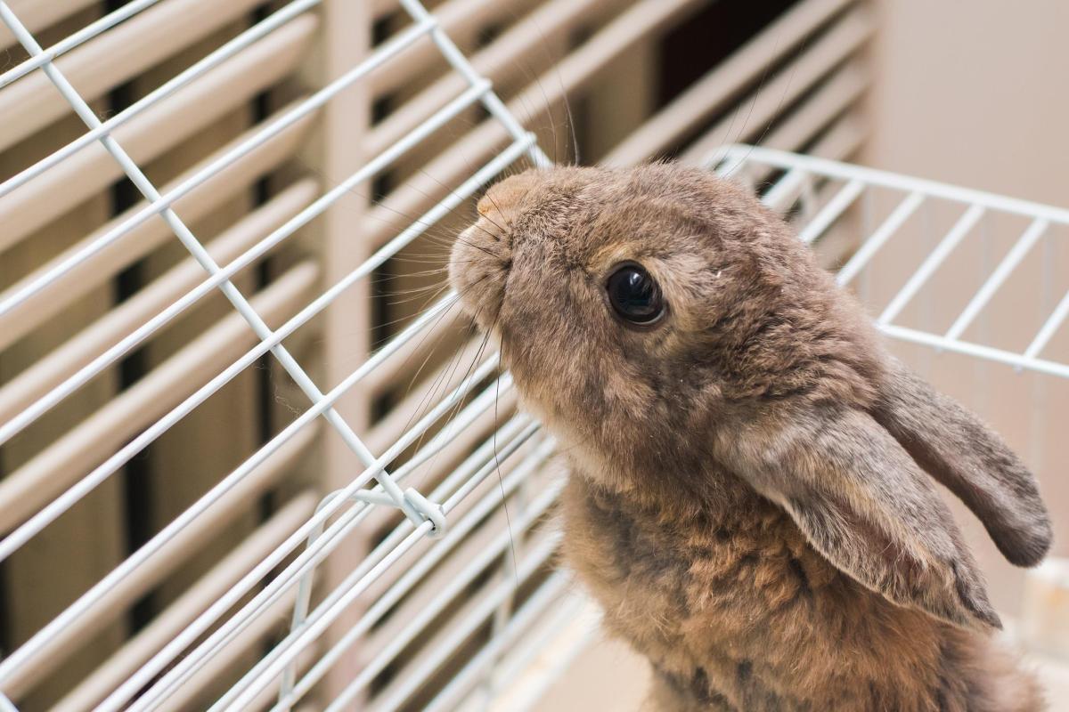 Should I Cover My Rabbit Cage at Night?