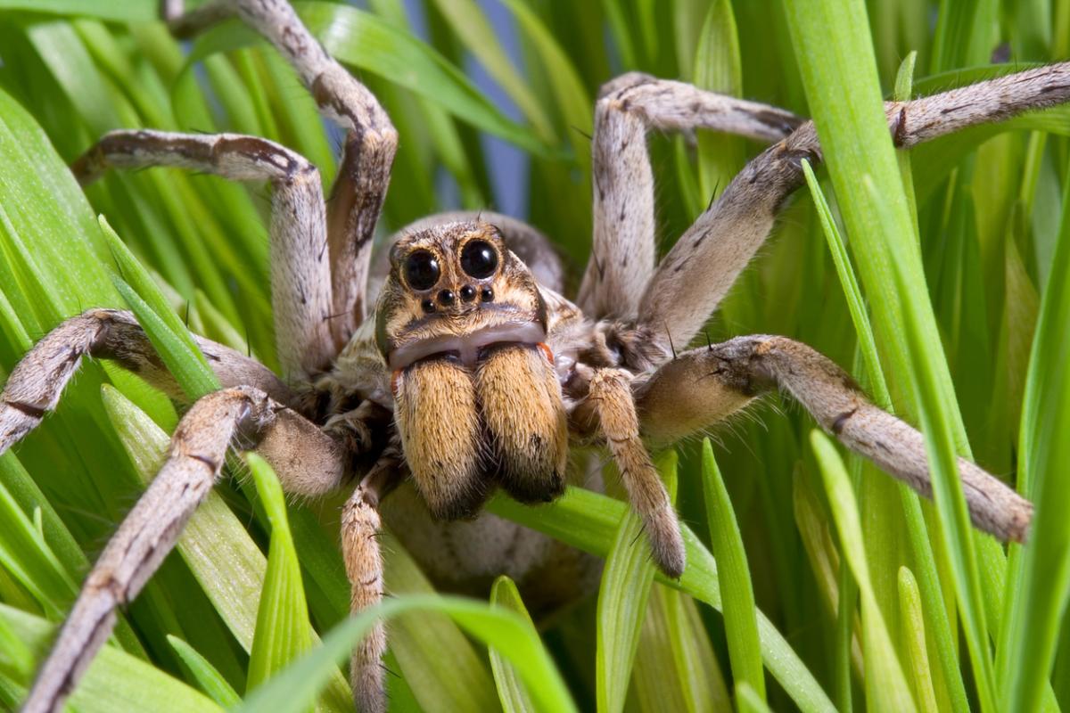 Are Wolf Spiders Venomous?
