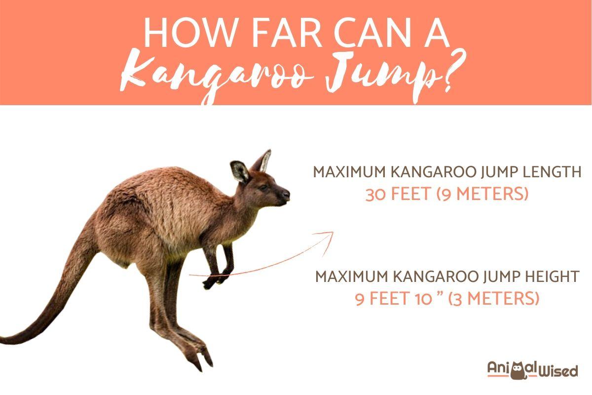 How far can a Kangaroo Jump?