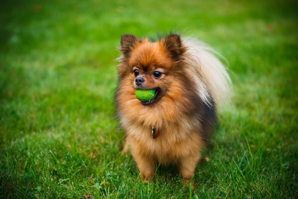 How to Take Care of a Pomeranian - Puppy and Adult