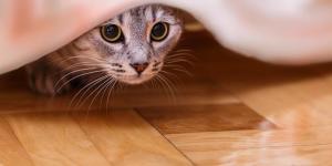 Why is My Cat Acting So Weird?