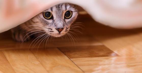 Why is My Cat Acting So Weird?