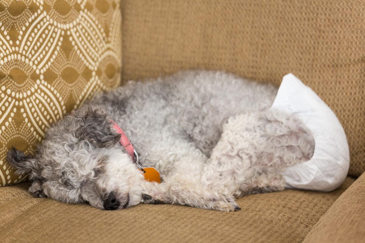 My Dog Is Peeing a Lot After Spay Surgery
