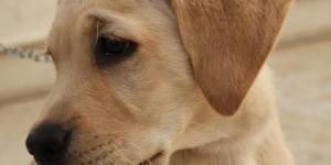 The 5 Best Dog Breeds for Beginners