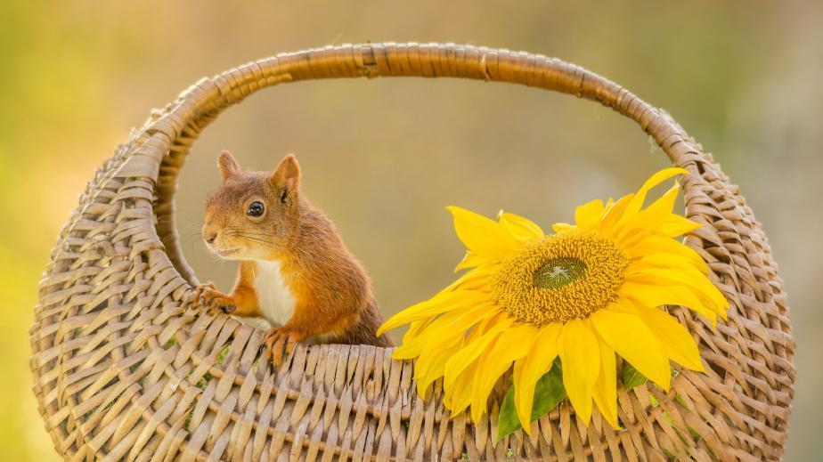 Squirrels as Pets - Is It OK to Have a Pet Squirrel? - What to Consider