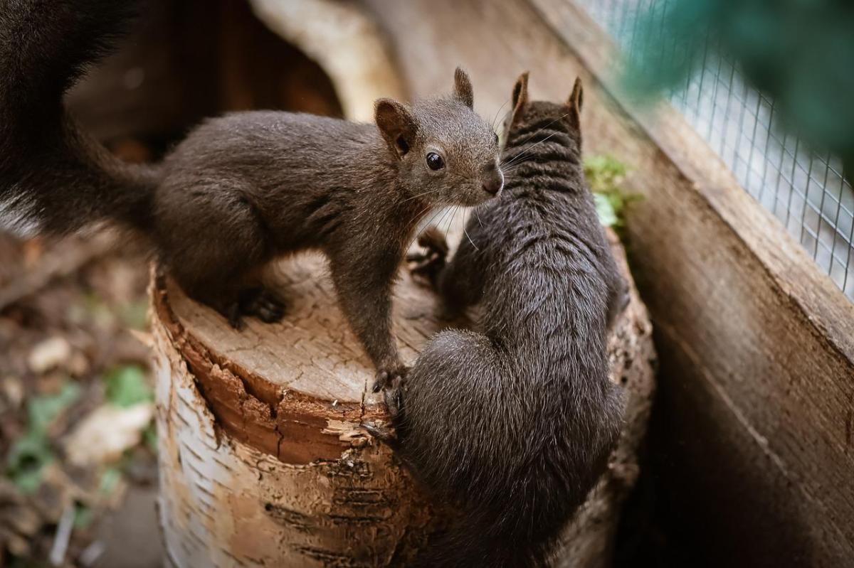 Squirrels as Pets - Is It OK to Have a Pet Squirrel?