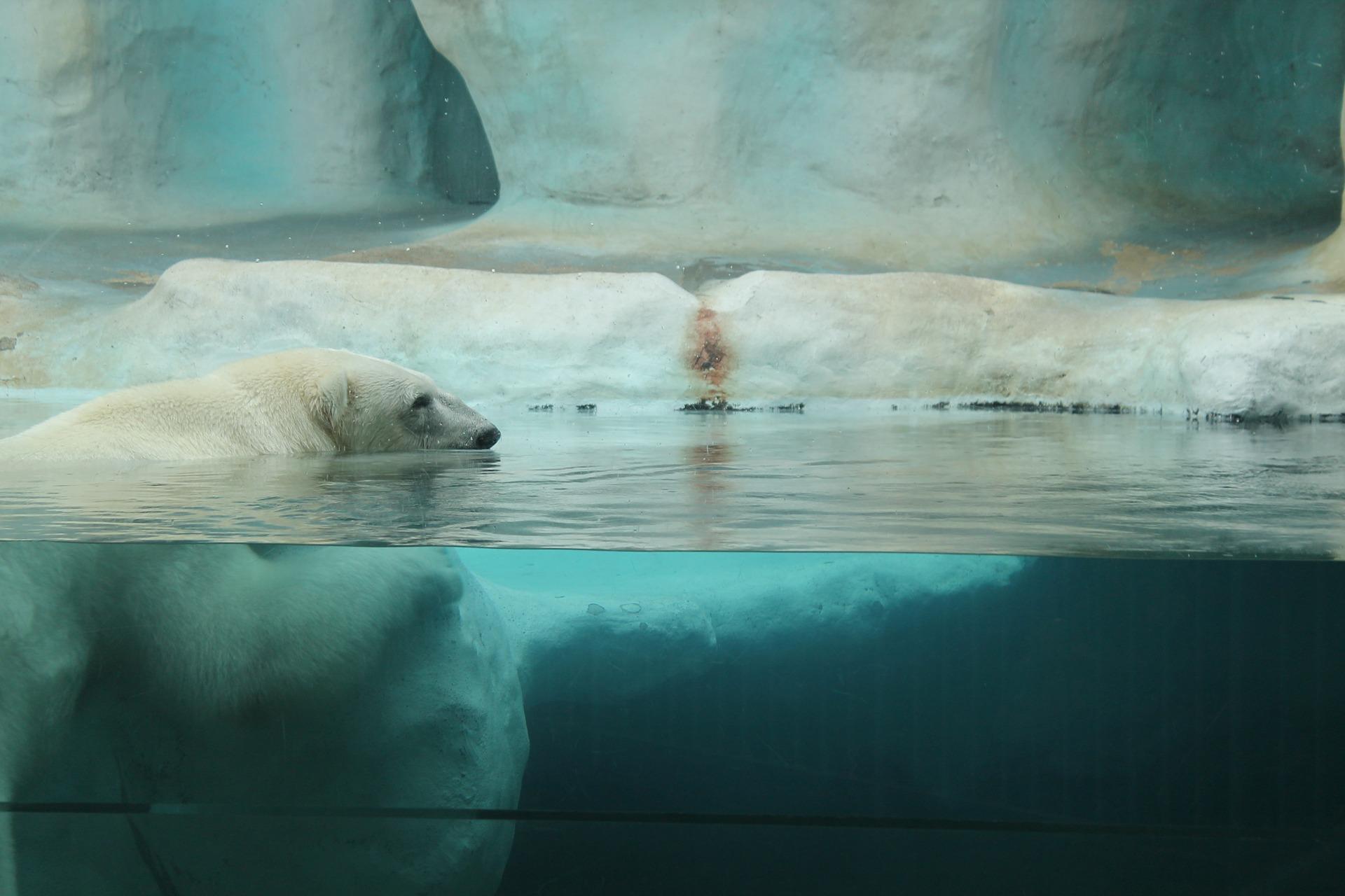 How Do Polar Bears Survive the Cold?