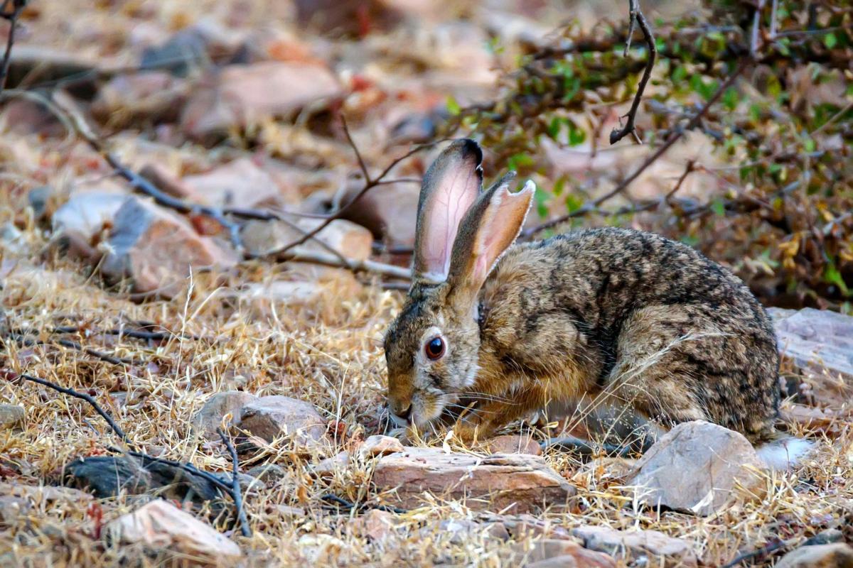 What Do Hares Eat?