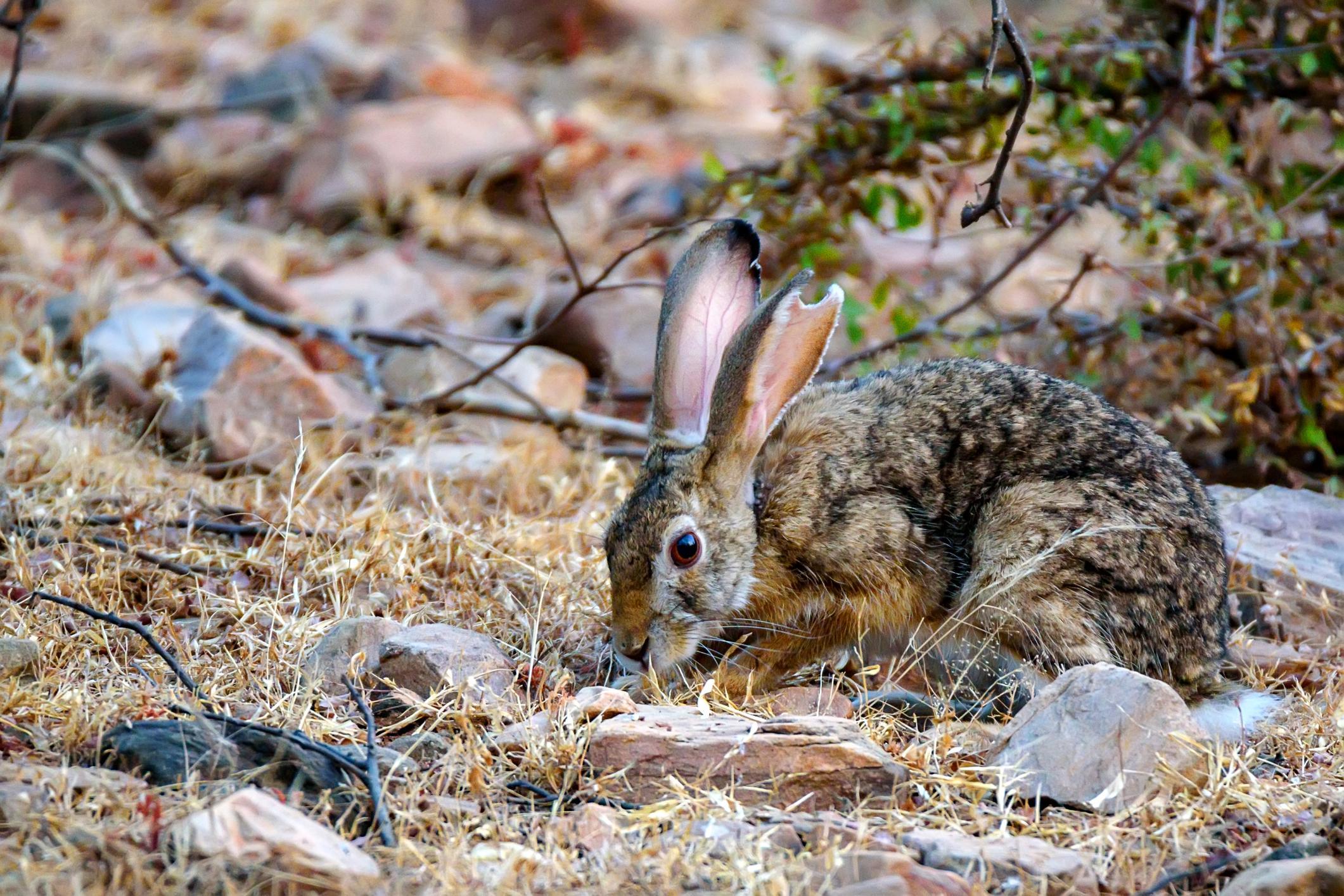 Feeding Habits Of Hares What Do Hares Eat