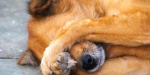 Why Does My Dog Scratch Its Eyes?