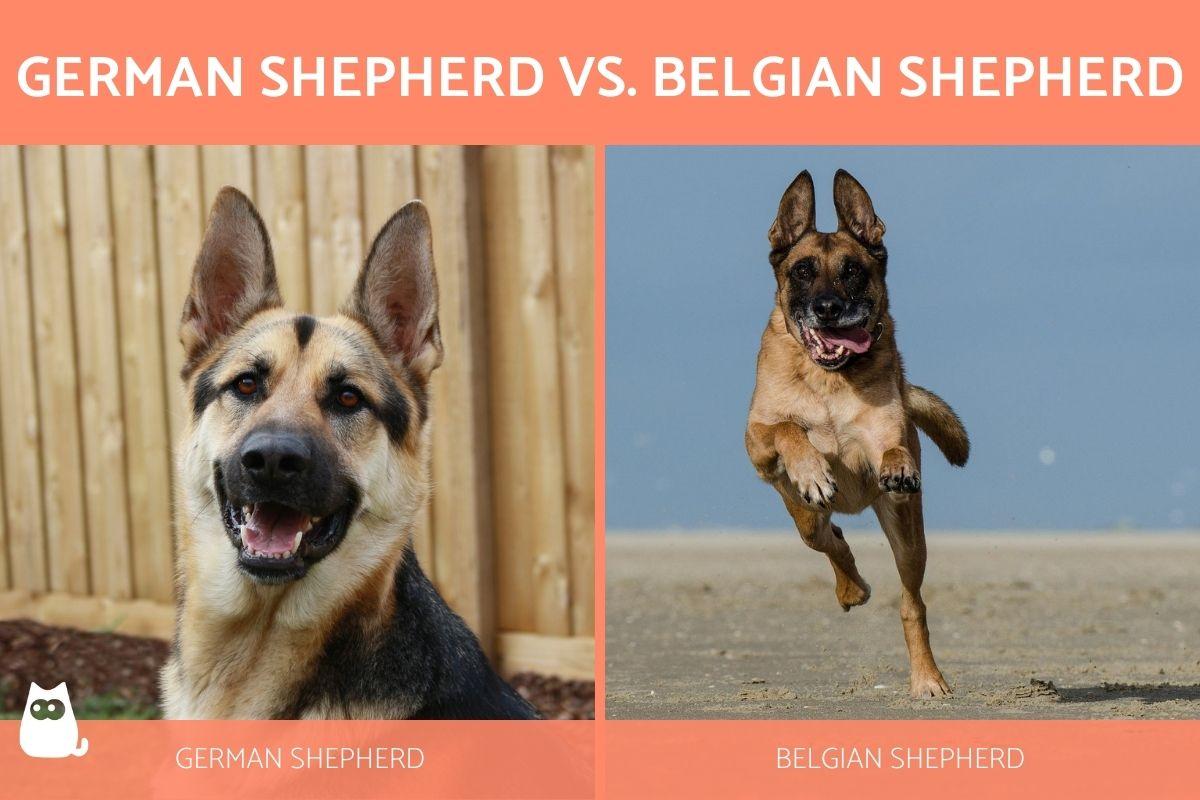 Differences Between German Shepherd and Belgian Shepherd Dogs
