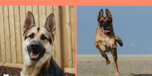 Differences Between German Shepherd and Belgian Shepherd Dogs