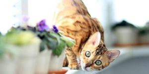 My Cat Is Eating Flies - Is It OK?