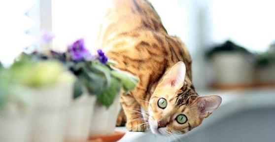My Cat Is Eating Flies - Is It OK?
