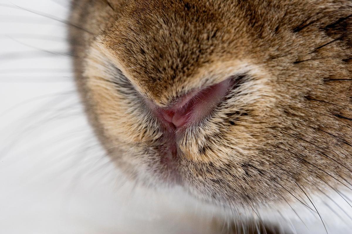 Why Do Rabbits Twitch Their Noses? - 5 Reasons And How to Decode Them