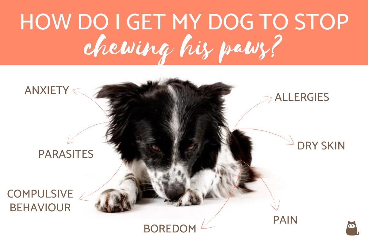 How Do I Get My Dog to Stop Chewing His Paws?