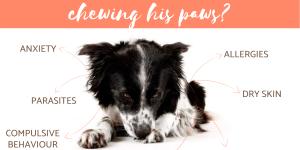 How Do I Get My Dog to Stop Chewing His Paws?