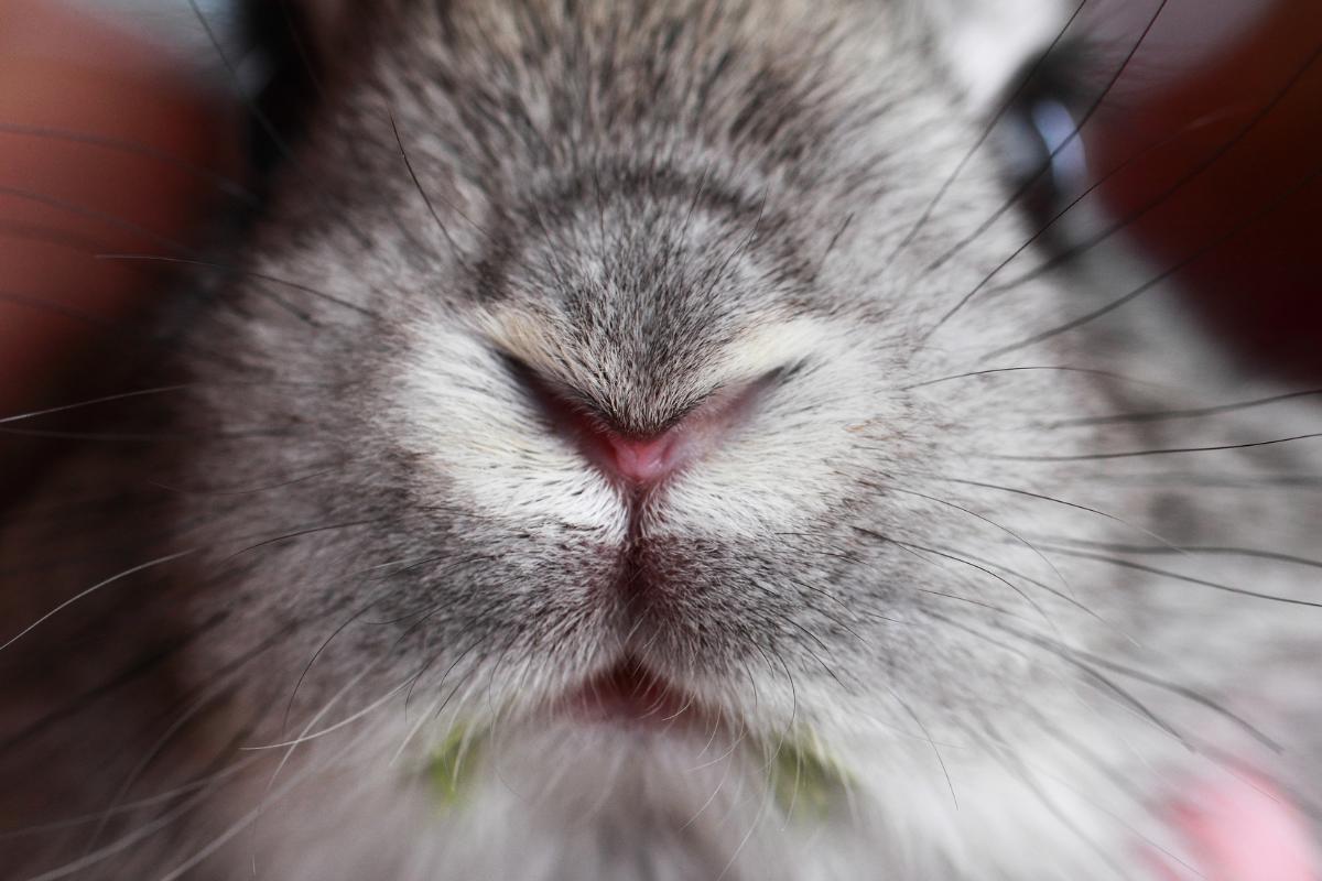 Why Do Rabbits Twitch Their Noses?