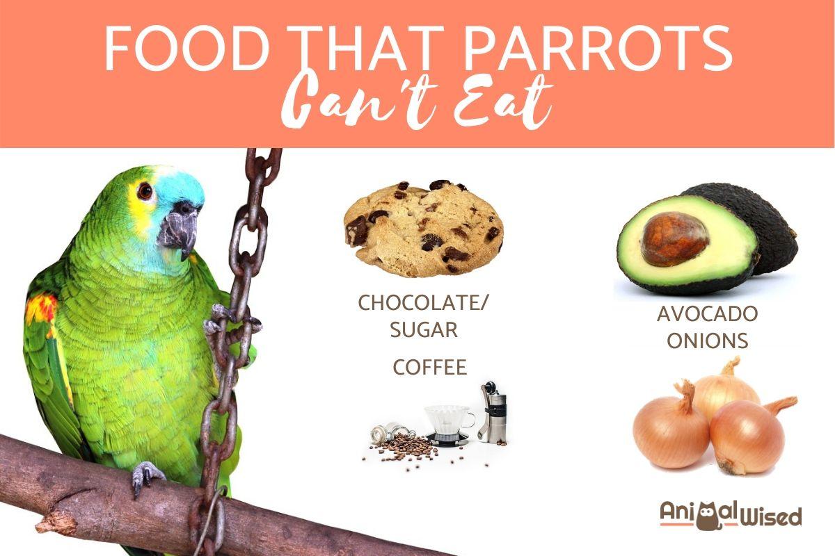 Forbidden Food for Parrots