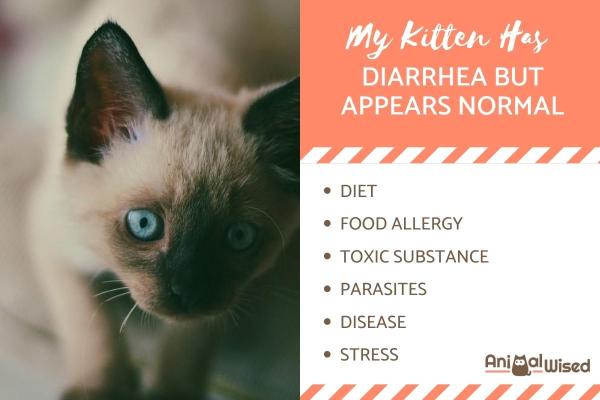 My Kitten Has Diarrhea But Acts Normal Otherwise