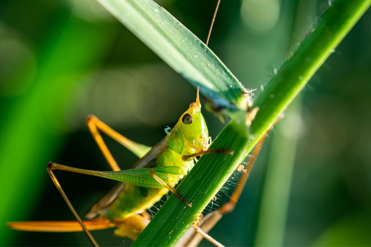 Orthoptera - Examples & Key Body Parts