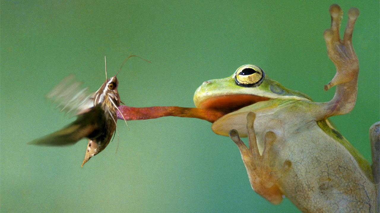 https://cdn0.animalwised.com/en/posts/3/9/1/what_do_frogs_eat_feeding_pet_frogs_3193_orig.jpg